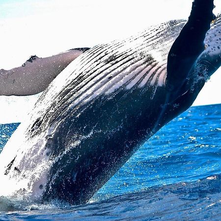 Superbe Bord De Mer, Acces Lagon Et Piscine Privee Paea Bagian luar foto
