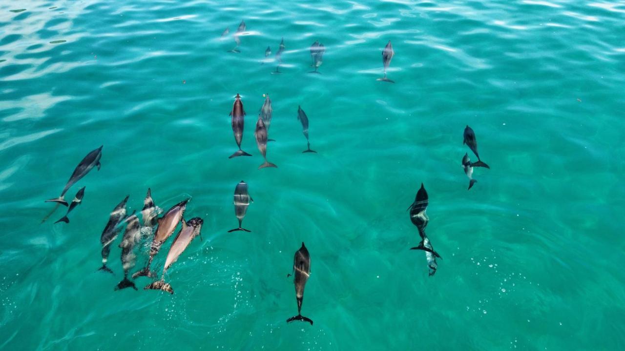 Superbe Bord De Mer, Acces Lagon Et Piscine Privee Paea Bagian luar foto