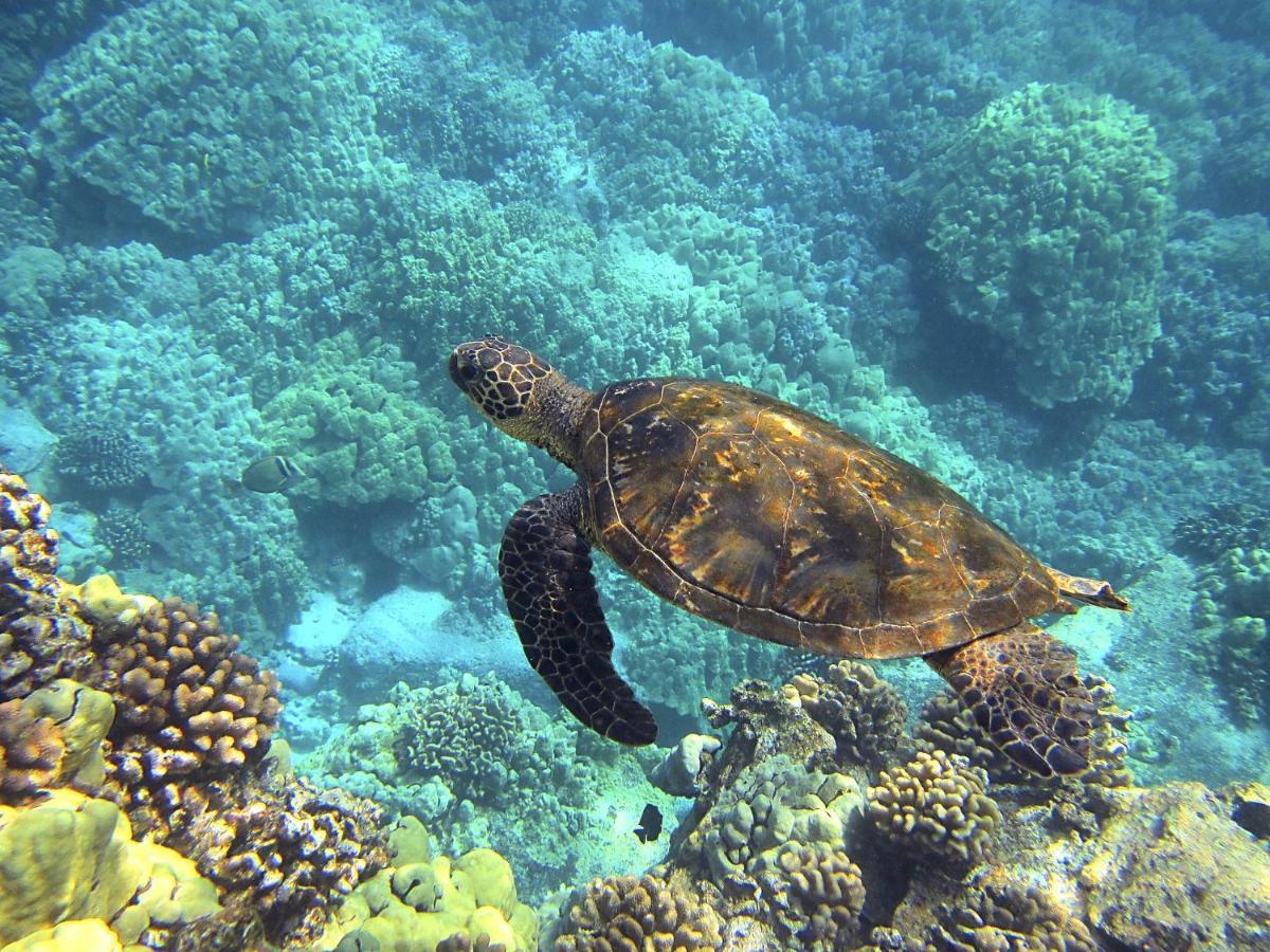 Superbe Bord De Mer, Acces Lagon Et Piscine Privee Paea Bagian luar foto
