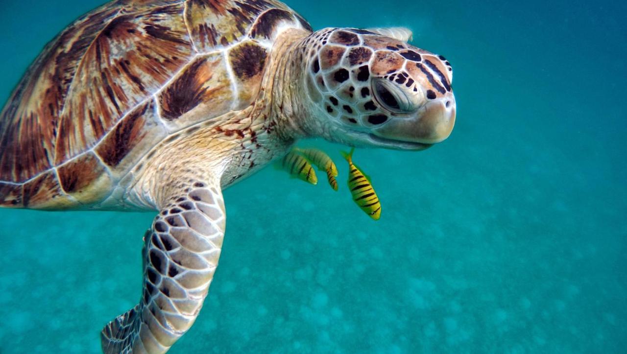 Superbe Bord De Mer, Acces Lagon Et Piscine Privee Paea Bagian luar foto